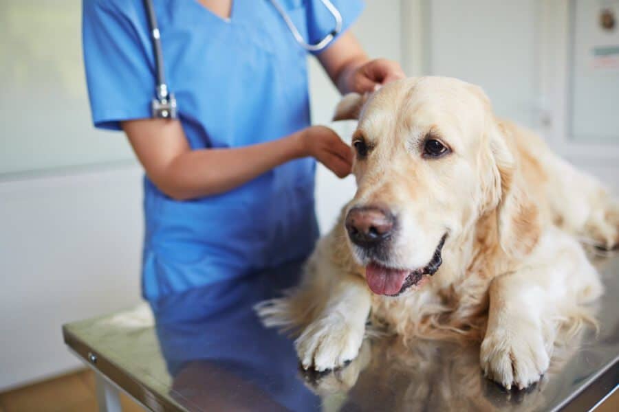 How to Disinfect Your Veterinary Clinic